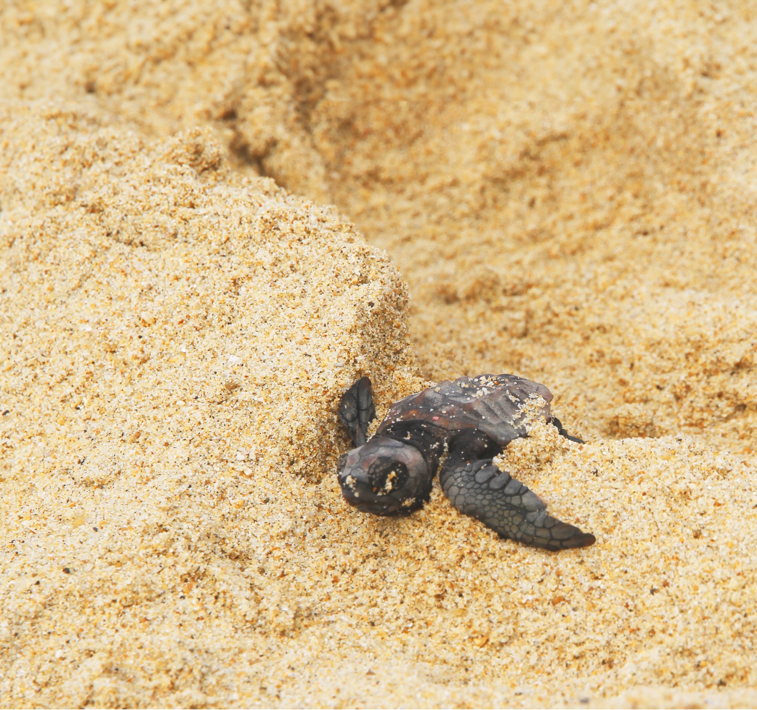 Sea Turtle Images